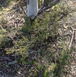 Brachyloma daphnoides at Hackett, ACT - 15 Aug 2021 12:09 PM