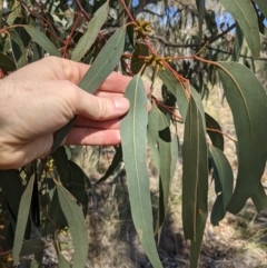 Eucalyptus goniocalyx (Bundy Box) at Downer, ACT - 15 Aug 2021 by WalterEgo