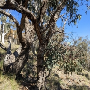 Eucalyptus goniocalyx at Downer, ACT - 15 Aug 2021