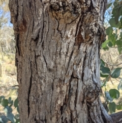 Eucalyptus goniocalyx at Downer, ACT - 15 Aug 2021