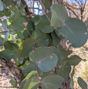 Eucalyptus goniocalyx at Downer, ACT - 15 Aug 2021