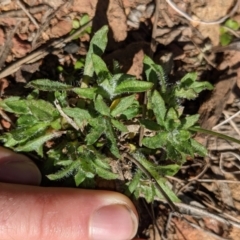 Wahlenbergia graniticola at Downer, ACT - 15 Aug 2021