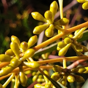 Eucalyptus mannifera subsp. mannifera at Cook, ACT - 10 Aug 2021