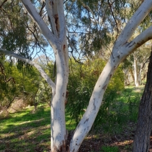 Eucalyptus mannifera subsp. mannifera at Cook, ACT - 10 Aug 2021