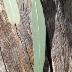 Eucalyptus mannifera subsp. mannifera at Cook, ACT - 10 Aug 2021 09:42 AM