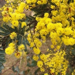 Acacia dealbata X Acacia decurrens at Cook, ACT - 2 Aug 2021