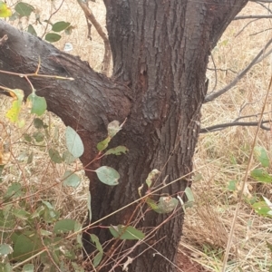 Acacia dealbata X Acacia decurrens at Cook, ACT - 2 Aug 2021