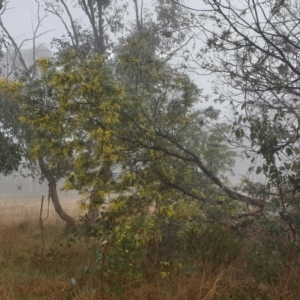 Acacia dealbata X Acacia decurrens at Cook, ACT - 2 Aug 2021