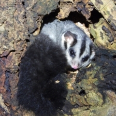 Petaurus norfolcensis (Squirrel Glider) at Splitters Creek, NSW - 7 Aug 2021 by WingsToWander