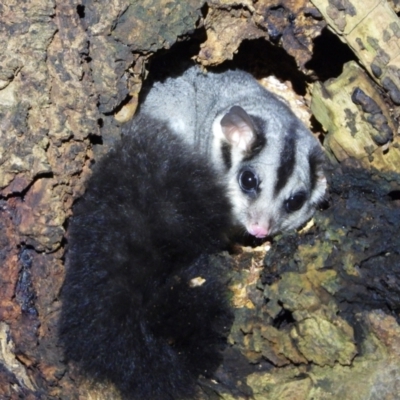 Petaurus norfolcensis (Squirrel Glider) at Splitters Creek, NSW - 7 Aug 2021 by WingsToWander