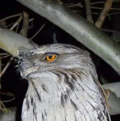 Podargus strigoides (Tawny Frogmouth) at Splitters Creek, NSW - 7 Aug 2021 by WingsToWander