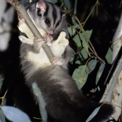 Petaurus norfolcensis (Squirrel Glider) at Splitters Creek, NSW - 7 Aug 2021 by WingsToWander