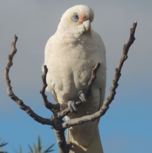 Cacatua sanguinea at Conder, ACT - 3 Aug 2021