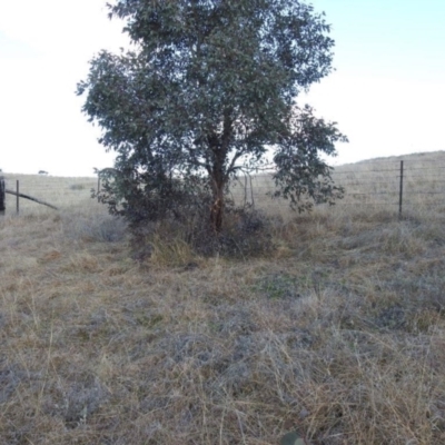 Themeda triandra (Kangaroo Grass) at Kambah, ACT - 15 Aug 2021 by HelenCross