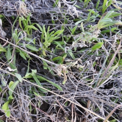 Chrysocephalum apiculatum (Common Everlasting) at Kambah, ACT - 15 Aug 2021 by HelenCross