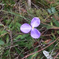 Patersonia (genus) at Evans Head, NSW - 16 Aug 2021 by Claw055