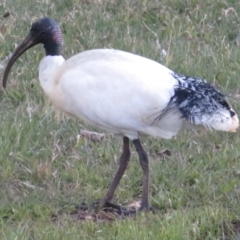 Threskiornis molucca (Australian White Ibis) at Narrabundah, ACT - 15 Aug 2021 by RobParnell