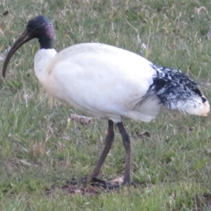 Threskiornis molucca at Narrabundah, ACT - 15 Aug 2021 05:14 PM