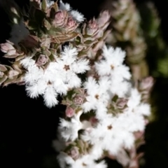 Styphelia attenuata (Small-leaved Beard Heath) at Greenleigh, NSW - 30 Jul 2021 by Zoed