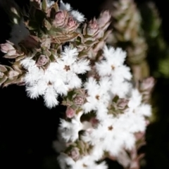 Leucopogon attenuatus (Small-leaved Beard Heath) at Greenleigh, NSW - 30 Jul 2021 by Zoed