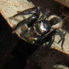 Jotus auripes (Jumping spider) at Holt, ACT - 11 Aug 2021 by Christine