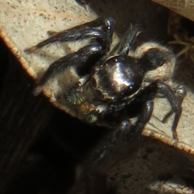 Jotus auripes (Jumping spider) at Woodstock Nature Reserve - 11 Aug 2021 by Christine