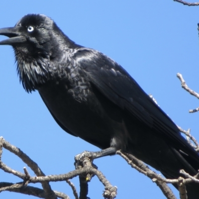 Corvus coronoides (Australian Raven) at Narrabundah, ACT - 15 Aug 2021 by RobParnell