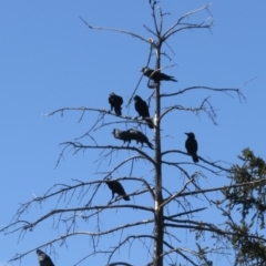 Corvus coronoides at Narrabundah, ACT - 15 Aug 2021 10:56 AM