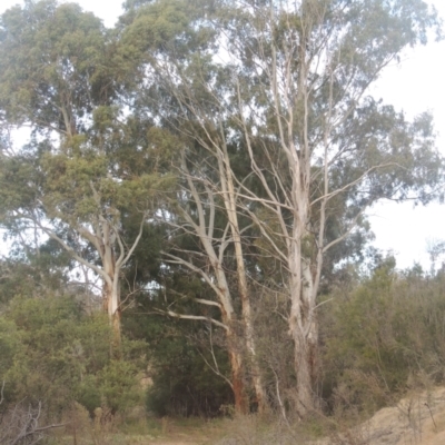 Eucalyptus viminalis (Ribbon Gum) at Tennent, ACT - 7 Jul 2021 by MichaelBedingfield