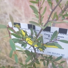 Gaudium brevipes (Grey Tea-tree) at Majura, ACT - 27 Jul 2021 by MAX