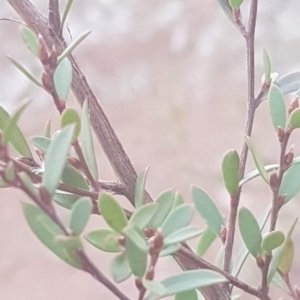 Gaudium brevipes at Majura, ACT - 27 Jul 2021 04:06 PM