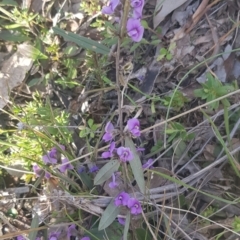 Hovea heterophylla at Watson, ACT - 15 Aug 2021 04:30 PM