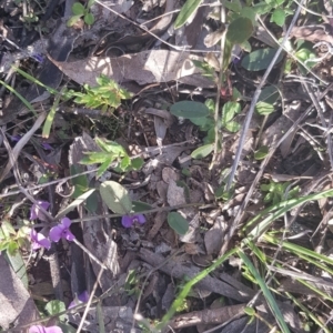 Hovea heterophylla at Watson, ACT - 15 Aug 2021 04:30 PM