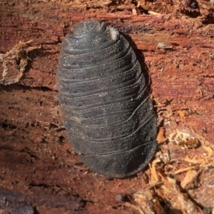 Laxta granicollis at Aranda, ACT - 15 Aug 2021