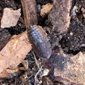 Laxta sp. (genus) at Aranda, ACT - 15 Aug 2021