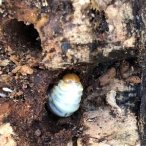 Xyloryctidae (family) at Aranda, ACT - 14 Aug 2021