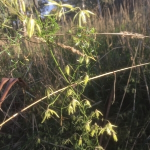 Clematis leptophylla at Belconnen, ACT - 16 Aug 2021