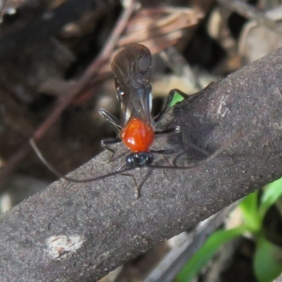 Pycnobraconoides sp. (genus) (A Braconid wasp) at Woodstock Nature Reserve - 11 Aug 2021 by Christine