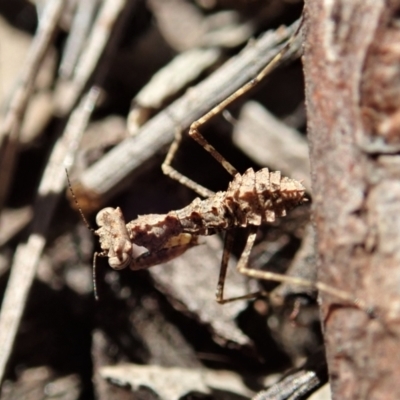 Paraoxypilus tasmaniensis (Black bark mantis or Boxing mantis) at Aranda, ACT - 13 Aug 2021 by CathB