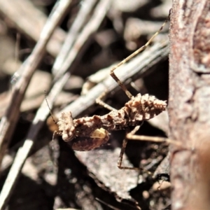 Paraoxypilus tasmaniensis at Aranda, ACT - 13 Aug 2021 03:14 PM