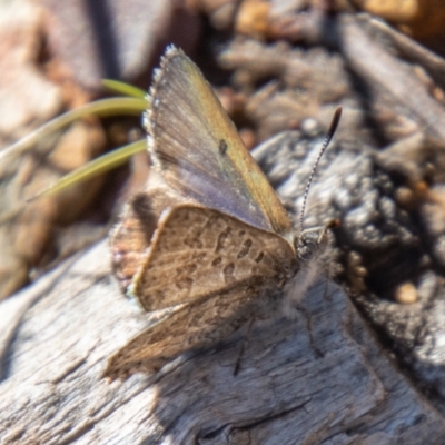 Paralucia spinifera (Bathurst or Purple Copper Butterfly) at suppressed - 12 Aug 2021 by SWishart