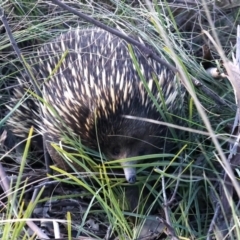 Tachyglossus aculeatus (Short-beaked Echidna) at Mount Majura - 15 Aug 2021 by jb2602