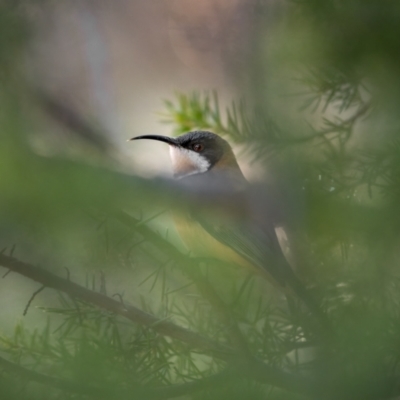 Acanthorhynchus tenuirostris (Eastern Spinebill) at Bullen Range - 11 Aug 2021 by trevsci