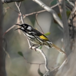 Phylidonyris novaehollandiae at Stromlo, ACT - 11 Aug 2021