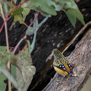 Pardalotus punctatus at Kambah, ACT - 11 Aug 2021 12:56 PM