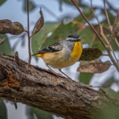 Pardalotus punctatus at Kambah, ACT - 11 Aug 2021 12:56 PM