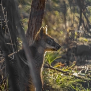 Wallabia bicolor at Kambah, ACT - 11 Aug 2021