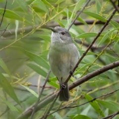 Pachycephala pectoralis (Golden Whistler) at Bullen Range - 11 Aug 2021 by trevsci