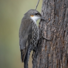 Cormobates leucophaea (White-throated Treecreeper) at Kambah, ACT - 11 Aug 2021 by trevsci