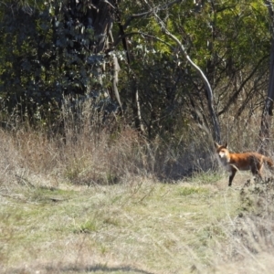 Vulpes vulpes at Tuggeranong DC, ACT - 16 Aug 2021 01:09 PM